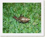 snail5 * 1712 x 1368 * (1.94MB)